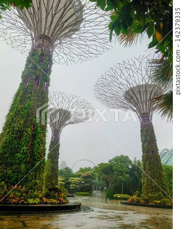 The Supertrees of Gardens by the Bay, a famous Singapore landmark, immediately after a squall. The Supertrees of Gardens by the Bay, a famous Singapore landmark, immediately after a squall. 142379335