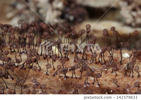 自然界中存在的黏菌(*Physarum*),孢子釋放後的子囊。呈球形,僅有縱向肋紋;肉眼無法觀察到,需使用放大鏡。 自然界中存在的黏菌(*Physarum*),孢子釋放後的子囊。呈球形,僅有縱向肋紋;肉眼無法觀察到,需使用放大鏡。 142379631