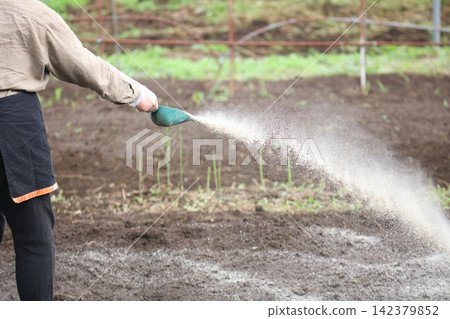 A woman spreading lime in a field. A woman spreading lime in a field. 142379852