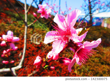 A spring scene of peach blossoms A spring scene of peach blossoms 142380075