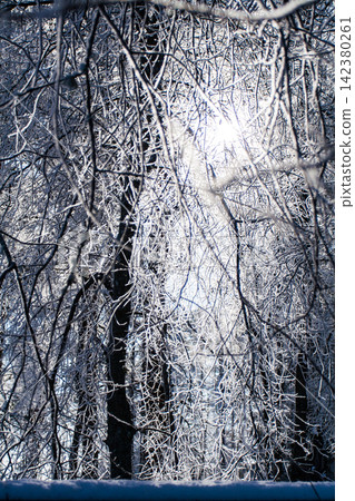Frosty ice snow on branches of tree and grass 142380261