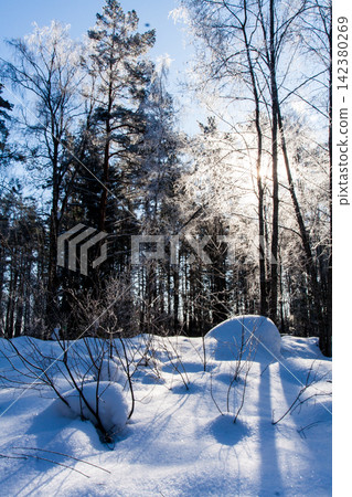 Frosty ice snow on branches of tree and grass Frosty ice snow on branches of tree and grass 142380269