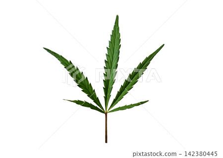 Fresh green cannabis or hemp leaf isolated on a white background. Botany, medicine, legalization, and organic herbal concept Fresh green cannabis or hemp leaf isolated on a white background. Botany, medicine, legalization, and organic herbal concept 142380445