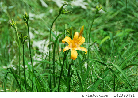 Nikko Daylily (Hemerocallis middendorffii) *Location: Yunomaru Mountain Nikko Daylily (Hemerocallis middendorffii) *Location: Yunomaru Mountain 142380481