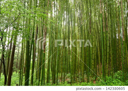 Taineiji Temple, Sugawa-juku, Minakami Town, Gunma Prefecture: A young bamboo grove that grows straight and greener during the rainy season. Taineiji Temple, Sugawa-juku, Minakami Town, Gunma Prefecture: A young bamboo grove that grows straight and greener during the rainy season. 142380605