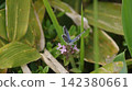 A male Small Blue butterfly sipping nectar from a Thymus serpyllum flower. 142380661
