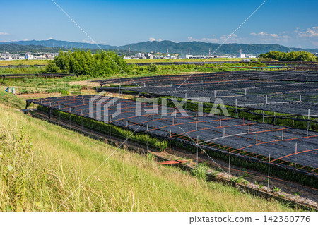 Tea plantations on the right bank of the Kizu River, Hamadai Tea Garden, Kumiyama Town, Kuse District, Kyoto Prefecture Tea plantations on the right bank of the Kizu River, Hamadai Tea Garden, Kumiyama Town, Kuse District, Kyoto Prefecture 142380776