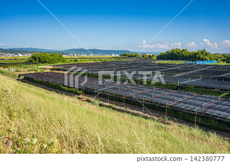 京都府久瀨郡久宮山町木津川右岸的濱台茶園 京都府久瀨郡久宮山町木津川右岸的濱台茶園 142380777