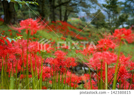Shōgawa Gorge: Spider lilies heralding autumn. Shōgawa Gorge: Spider lilies heralding autumn. 142380815
