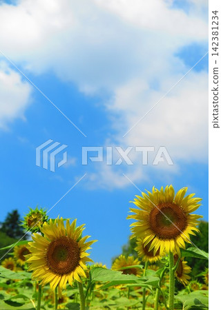 藍天,向日葵盛開,風景1 藍天,向日葵盛開,風景1 142381234