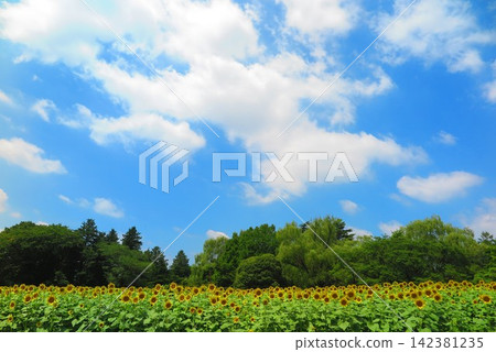 Blue sky, in full bloom, lots of sunflowers, scenery 5 Blue sky, in full bloom, lots of sunflowers, scenery 5 142381235