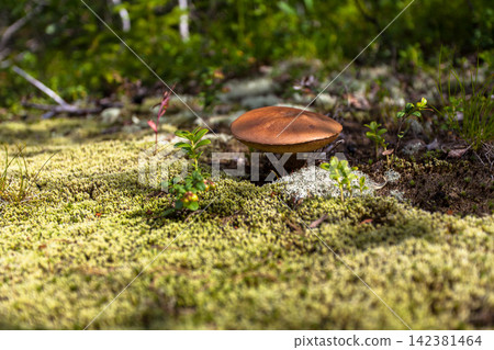 Wild birch bolete mushroom (Leccinum scabrum) growing among moss and lichen on the forest floor in Murmansk Region, northern Russia. Edible wild mushroom photographed in its natural boreal forest habi Wild birch bolete mushroom (Leccinum scabrum) growing among moss and lichen on the forest floor in Murmansk Region, northern Russia. Edible wild mushroom photographed in its natural boreal forest habi 142381464