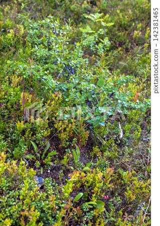 Ripe wild bilberries (Vaccinium myrtillus) growing among lush vegetation in a northern forest in Murmansk Region, Russia. Natural summer berries surrounded by green leaves and typical subarctic woodla Ripe wild bilberries (Vaccinium myrtillus) growing among lush vegetation in a northern forest in Murmansk Region, Russia. Natural summer berries surrounded by green leaves and typical subarctic woodla 142381465