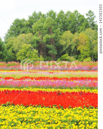 Nagano Prefecture, a flower field called "Colors," August. 142381503