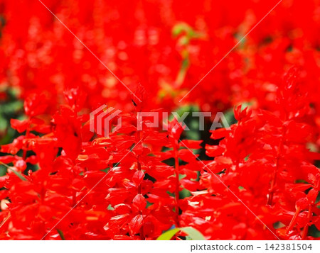 Nagano Prefecture, Red Salvia, August Nagano Prefecture, Red Salvia, August 142381504