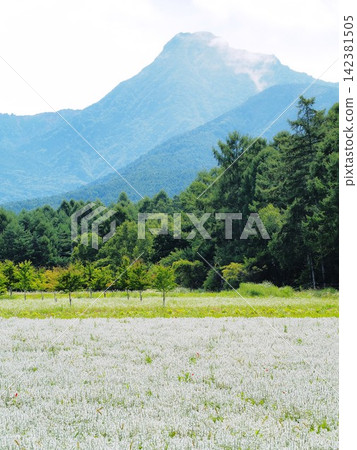 長野縣:白鼠尾草與八嶽山脈,八月 長野縣:白鼠尾草與八嶽山脈,八月 142381505