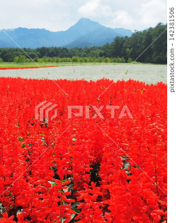 長野縣:八月,一片紅白相間的鼠尾草花田。 長野縣:八月,一片紅白相間的鼠尾草花田。 142381506