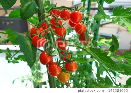 Bright mini tomatoes ripening abundantly in a balcony garden. Image material for home gardening, saving on food costs, food education, and container gardening. Bright mini tomatoes ripening abundantly in a balcony garden. Image material for home gardening, saving on food costs, food education, and container gardening. 142381653