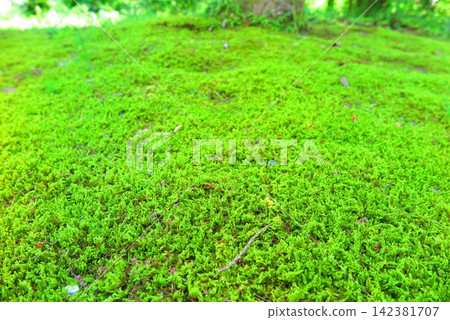 Landscape with moss 2 Landscape with moss 2 142381707