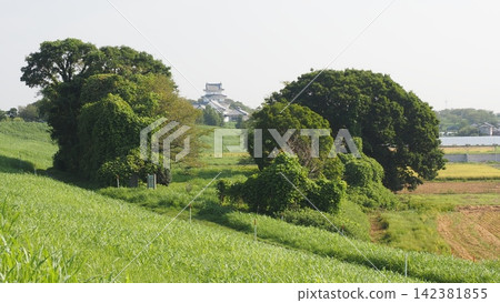 Chiba Prefectural Sekiyado Castle Museum is located beyond the ruins of Sekiyado Castle. Chiba Prefectural Sekiyado Castle Museum is located beyond the ruins of Sekiyado Castle. 142381855