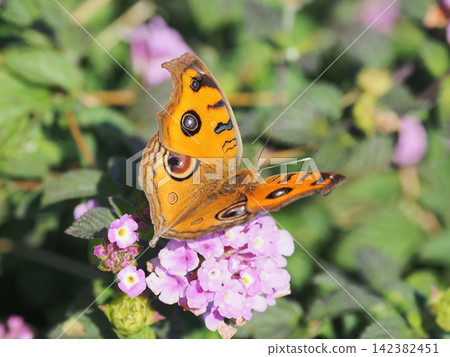 Junonia almana (Autumn type) Junonia almana (Autumn type) 142382451