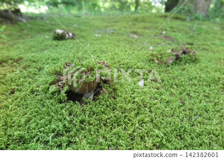Moss growing on a mushroom 1 Moss growing on a mushroom 1 142382601