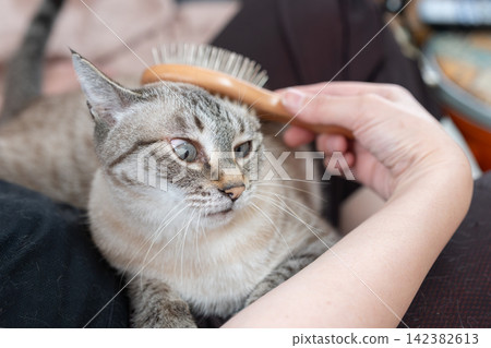 寵物主人正在幫他們可愛的貓咪梳毛。 寵物主人正在幫他們可愛的貓咪梳毛。 142382613