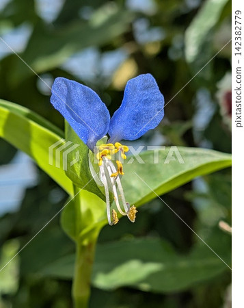Early morning, blue dayflowers in full bloom – a summer scene. Early morning, blue dayflowers in full bloom – a summer scene. 142382779