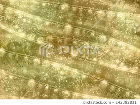 Light of gold Light of gold 142382831