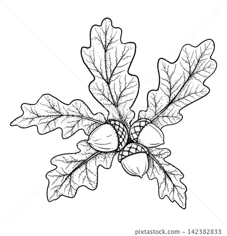 Botanical Illustration of an Oak Twig with Acorns and Leaves Botanical Illustration of an Oak Twig with Acorns and Leaves 142382833