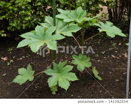 幼小的蓖麻植株 幼小的蓖麻植株 142382834
