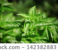 Basil leaves shining in the sun 142382883