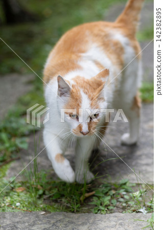 cat貓棕白貓 cat貓棕白貓 142382895