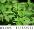 Basil leaves bathed in sunlight 142382911