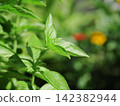 Basil leaves next to the flower bed 142382944