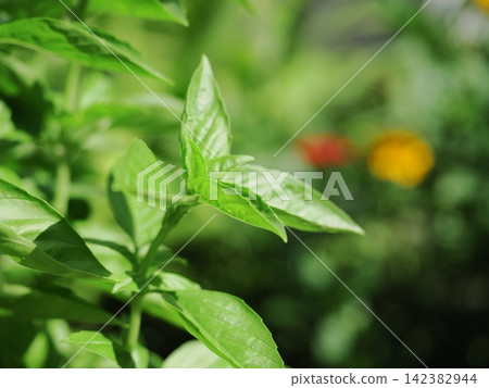 Basil leaves next to the flower bed Basil leaves next to the flower bed 142382944