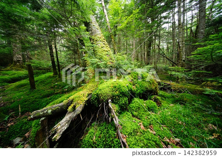 White Forest Forest White Forest Forest 142382959