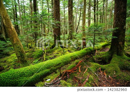 White Forest Forest White Forest Forest 142382960