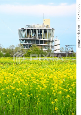 Rape blossoms adorn Fukushima Lagoon, and the view of Fukushima Lagoon (Niigata City, Niigata Prefecture) Rape blossoms adorn Fukushima Lagoon, and the view of Fukushima Lagoon (Niigata City, Niigata Prefecture) 142382999