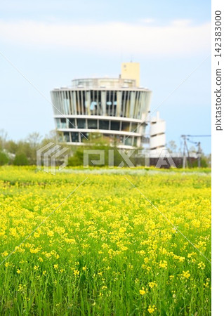 Rape blossoms adorn Fukushima Lagoon, and the view of Fukushima Lagoon (Niigata City, Niigata Prefecture) Rape blossoms adorn Fukushima Lagoon, and the view of Fukushima Lagoon (Niigata City, Niigata Prefecture) 142383000