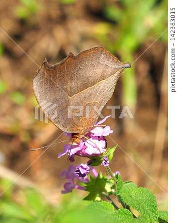 Junonia almana (Autumn type) Junonia almana (Autumn type) 142383015