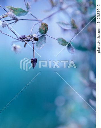 Downward-facing clematis. Pastel blue colors. Large blank space in the lower half. Downward-facing clematis. Pastel blue colors. Large blank space in the lower half. 142383042