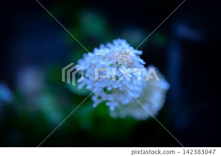 圖中是白色的繡球花,背景是深藍色。 圖中是白色的繡球花,背景是深藍色。 142383047