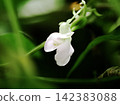 The bean flower bloomed quietly. 142383088