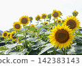 Scenery with sunflower 142383143