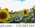 Scenery with sunflower 142383144