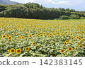 A vast sunflower field 142383145