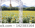 sunflower field and bell 142383164