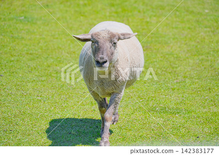 Sheep walking towards me across the green pasture. Sheep walking towards me across the green pasture. 142383177