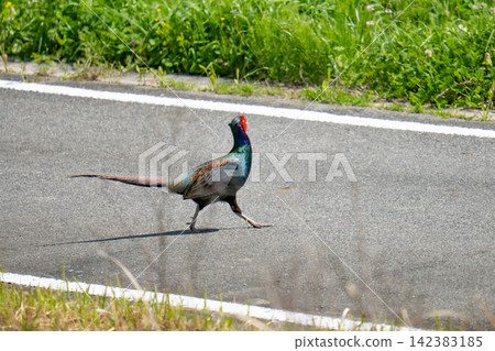 一隻雄性野雞正走過鄉間小路。 一隻雄性野雞正走過鄉間小路。 142383185
